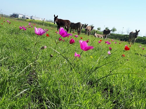 אטרקציות חאן אל על